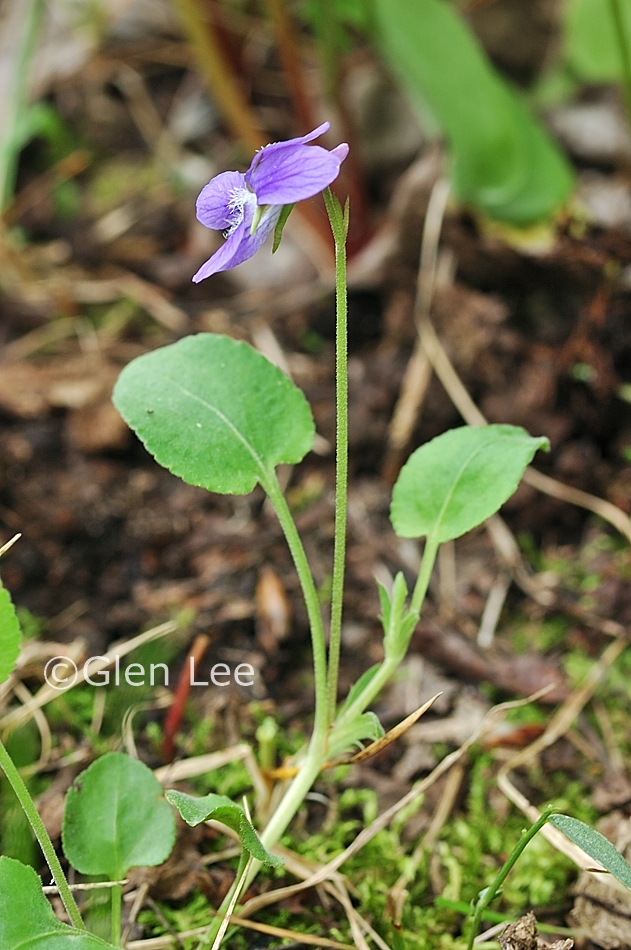 Viola adunca photos Saskatchewan Wildflowers